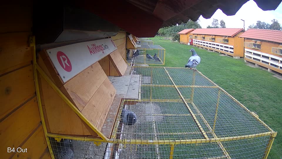 Pigeon Arrival Image For Race Final race 2