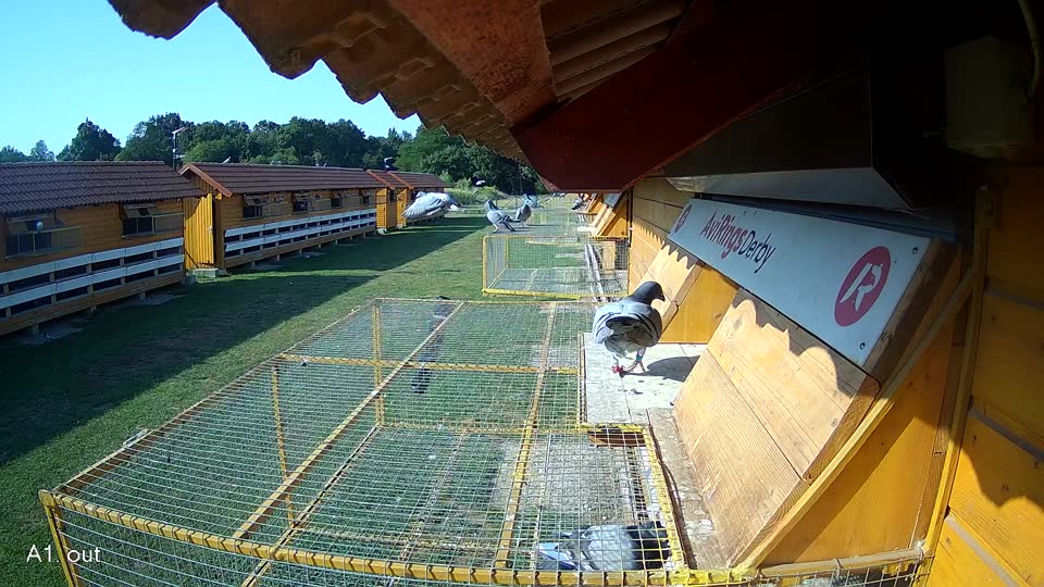 Pigeon Arrival Image For Race Race 1
