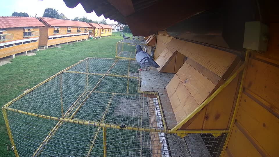 Pigeon Arrival Image For Race Final race 1