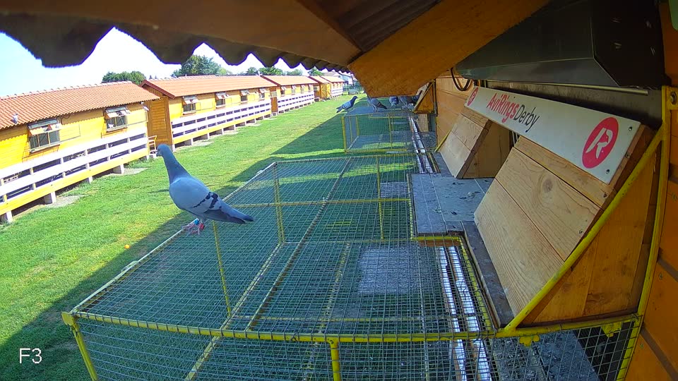 Pigeon Arrival Image For Race Race 1