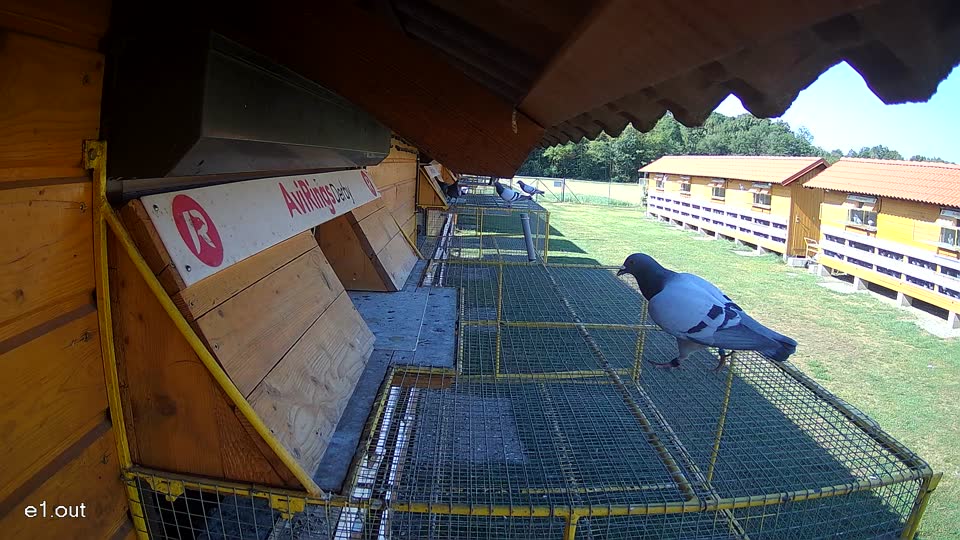 Pigeon Arrival Image For Race Race 2