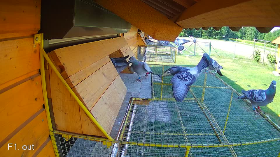 Pigeon Arrival Image For Race Race 1