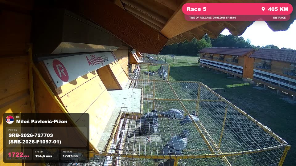Pigeon Arrival Image For Race Race 5