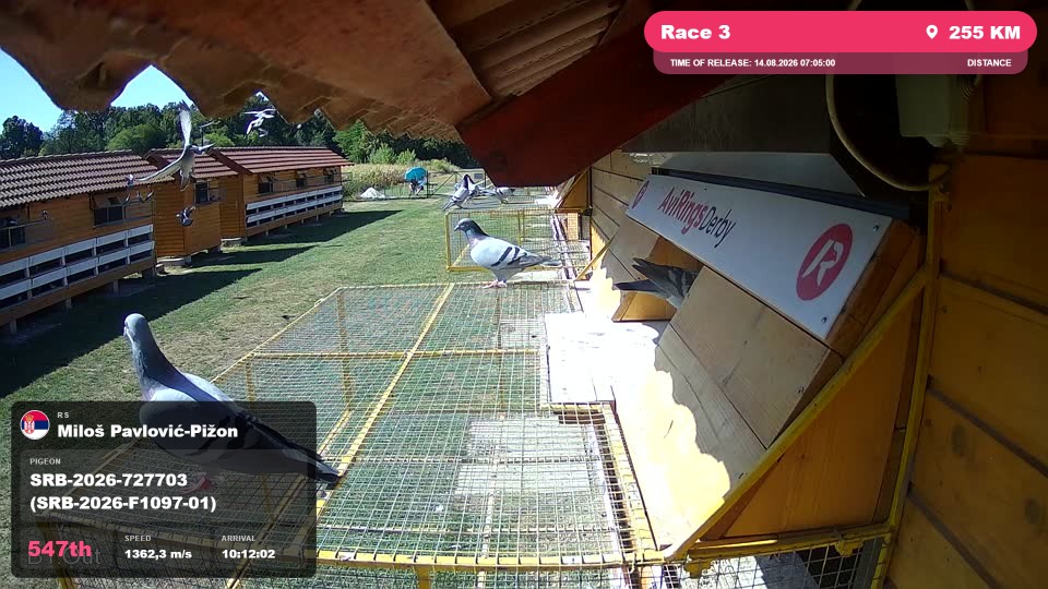 Pigeon Arrival Image For Race Race 3