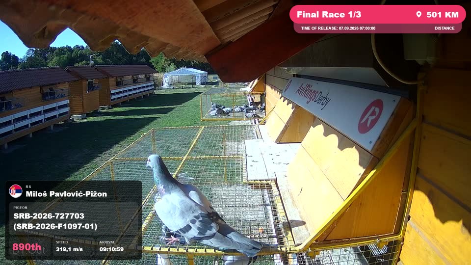Pigeon Arrival Image For Race Final Race 1/3