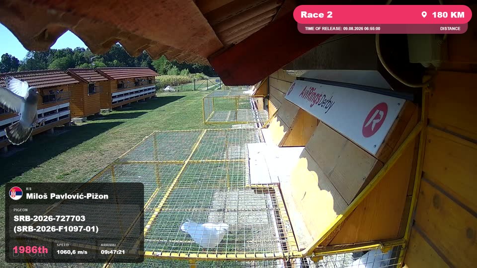 Pigeon Arrival Image For Race Race 2