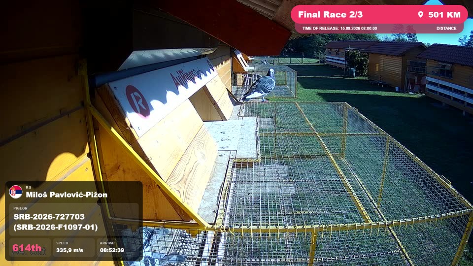 Pigeon Arrival Image For Race Final Race 2/3