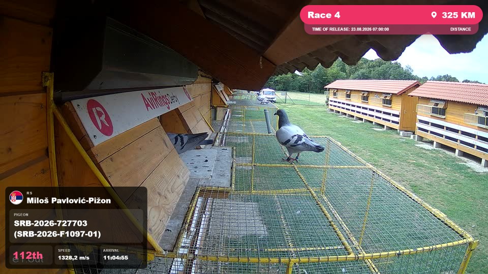 Pigeon Arrival Image For Race Race 4