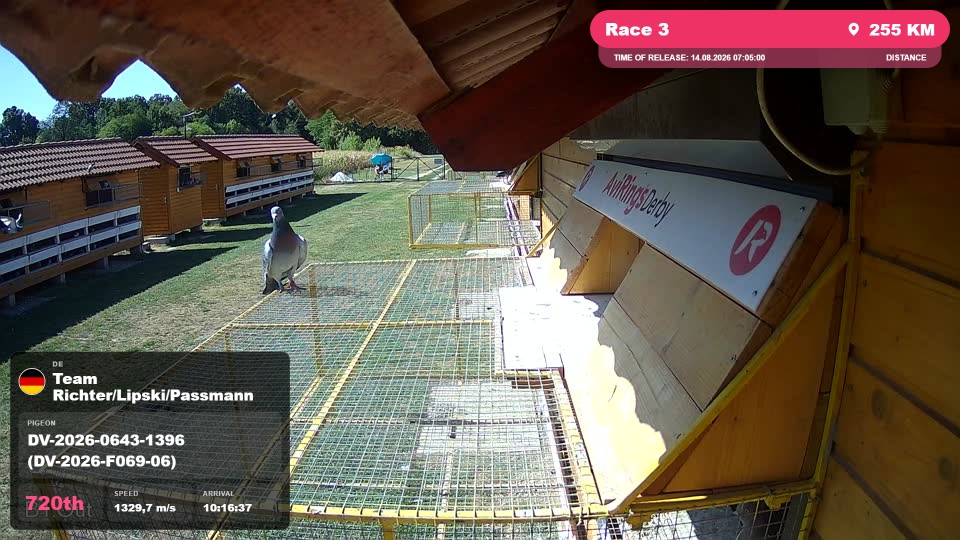 Pigeon Arrival Image For Race Race 3