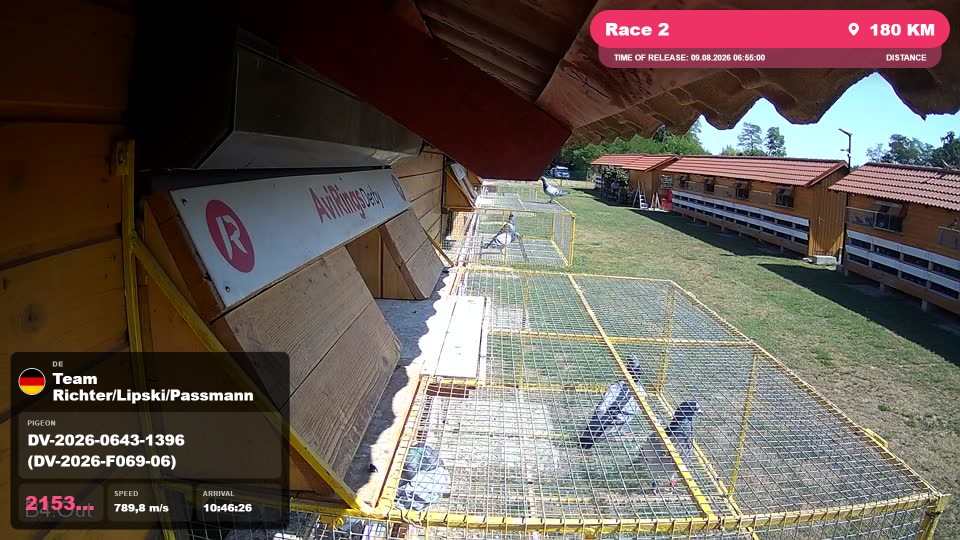 Pigeon Arrival Image For Race Race 2