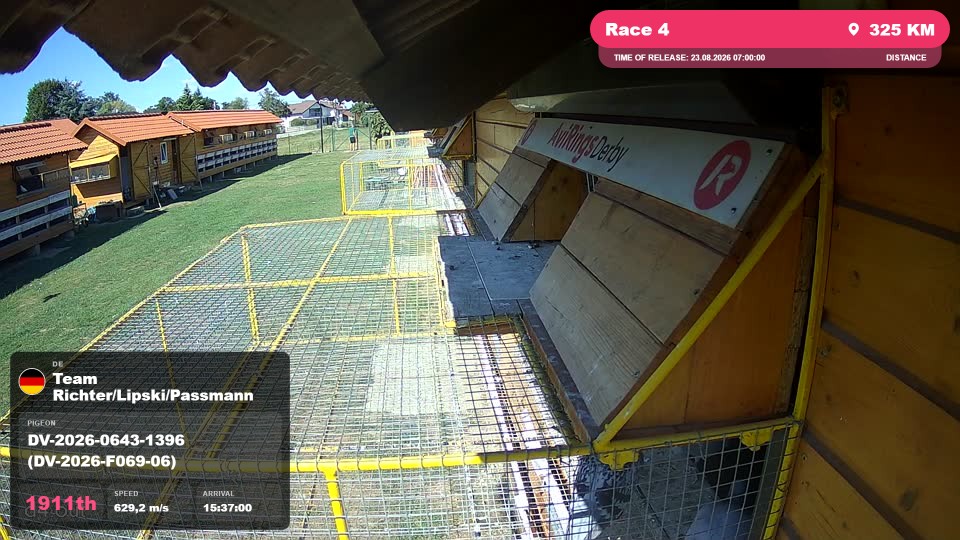 Pigeon Arrival Image For Race Race 4