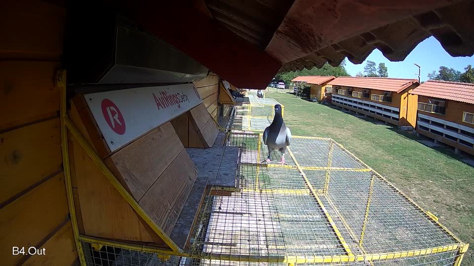 Pigeon Arrival Image For Race Race 5