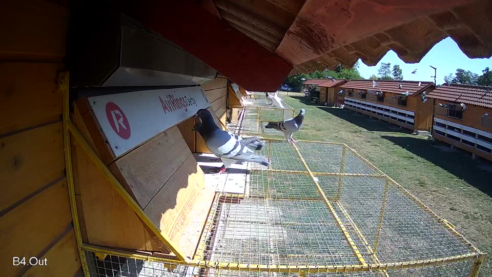 Pigeon Arrival Image For Race Race 3