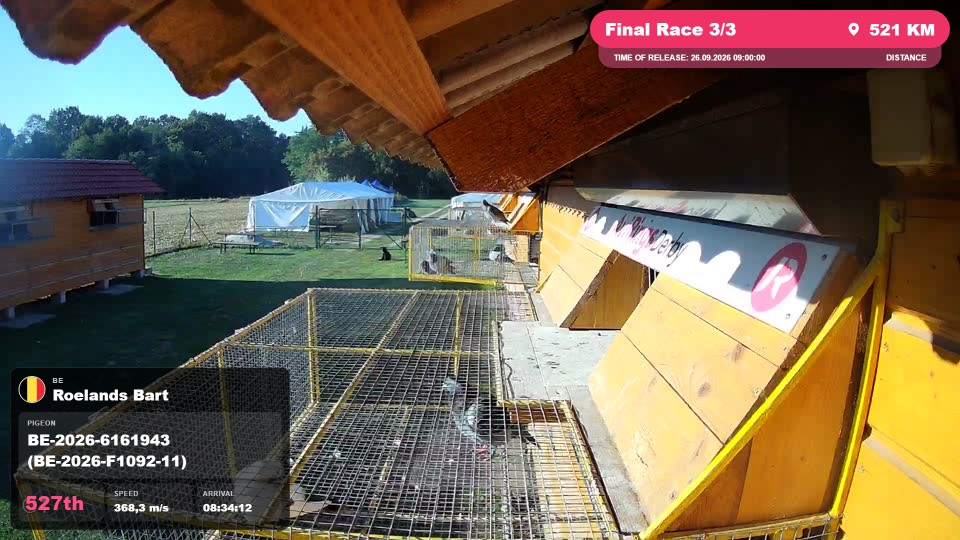 Pigeon Arrival Image For Race Final Race 3/3