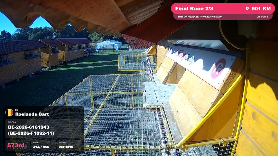 Pigeon Arrival Image For Race Final Race 2/3