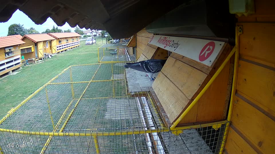 Pigeon Arrival Image For Race Race 4