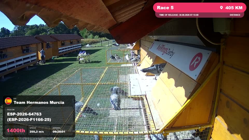 Pigeon Arrival Image For Race Race 5