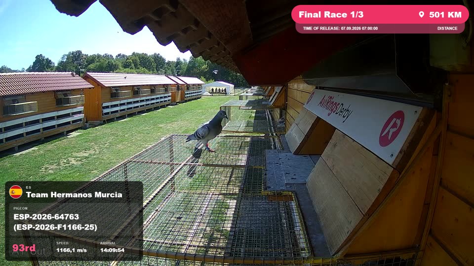 Pigeon Arrival Image For Race Final Race 1/3