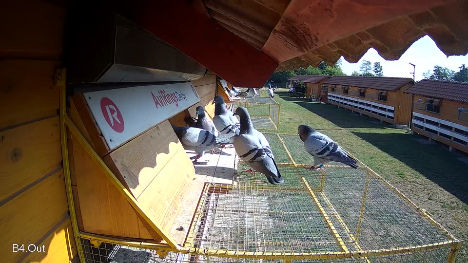 Pigeon Arrival Image For Race Race 2