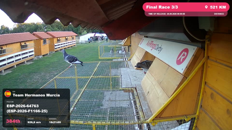 Pigeon Arrival Image For Race Final Race 3/3