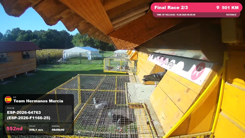 Pigeon Arrival Image For Race Final Race 2/3