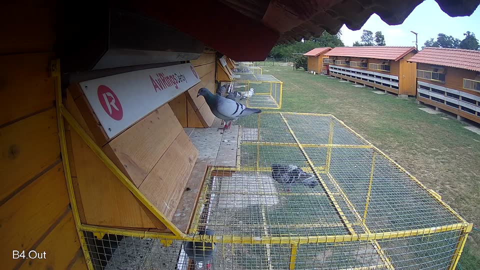 Pigeon Arrival Image For Race Race 4
