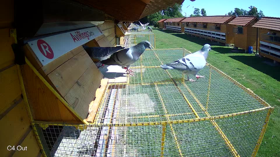 Pigeon Arrival Image For Race Race 2