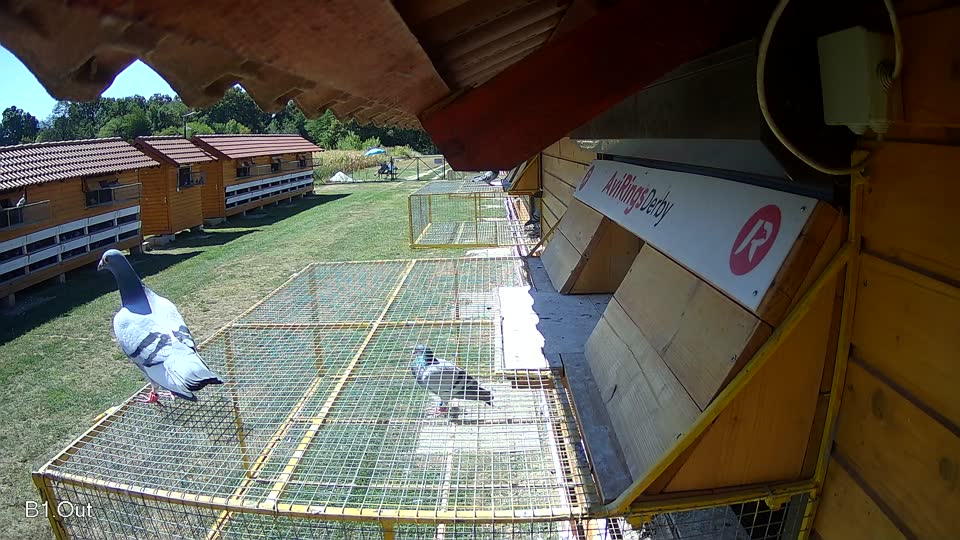 Pigeon Arrival Image For Race Race 3