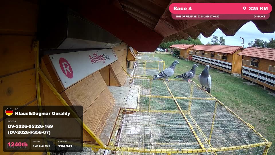 Pigeon Arrival Image For Race Race 4