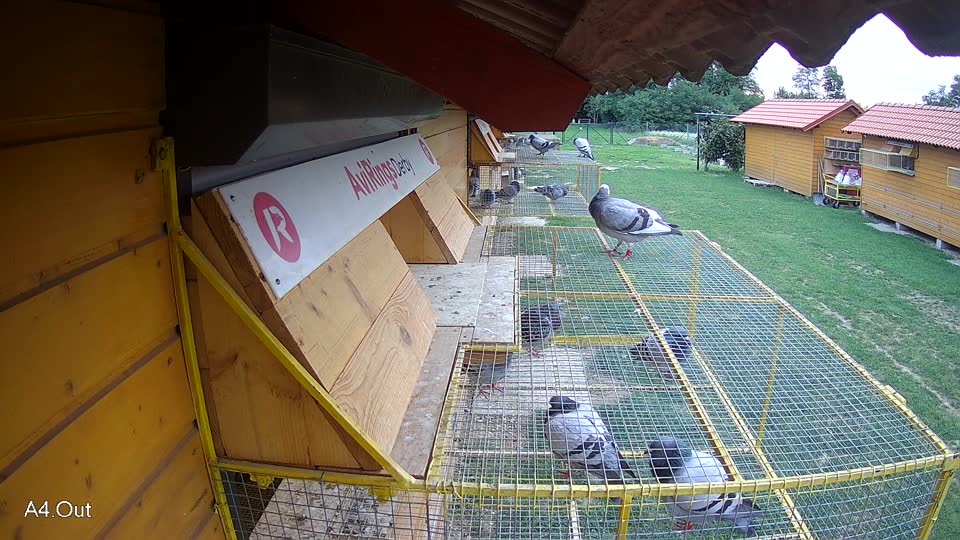 Pigeon Arrival Image For Race Race 6