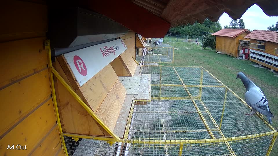 Pigeon Arrival Image For Race Race 3