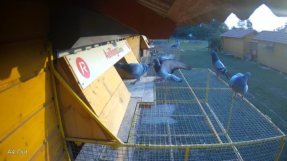Pigeon Arrival Image For Race Race 4