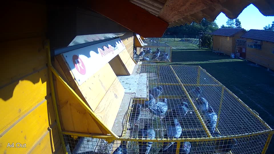 Pigeon Arrival Image For Race Race 5