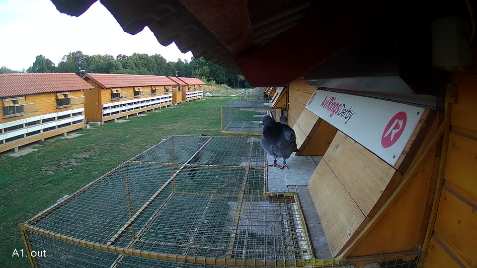 Pigeon Arrival Image For Race Race 5