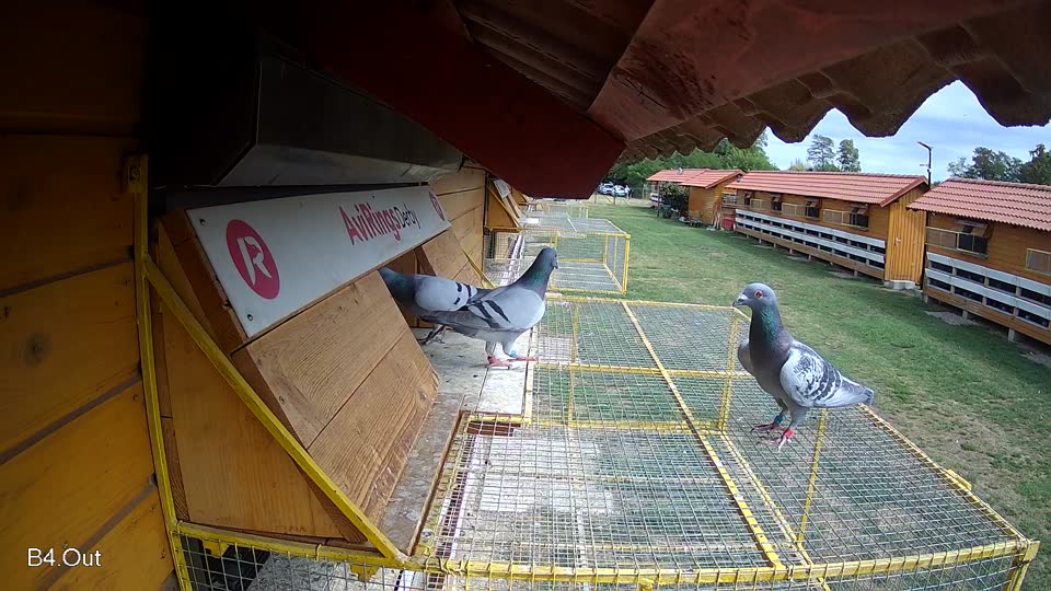 Pigeon Arrival Image For Race Race 4