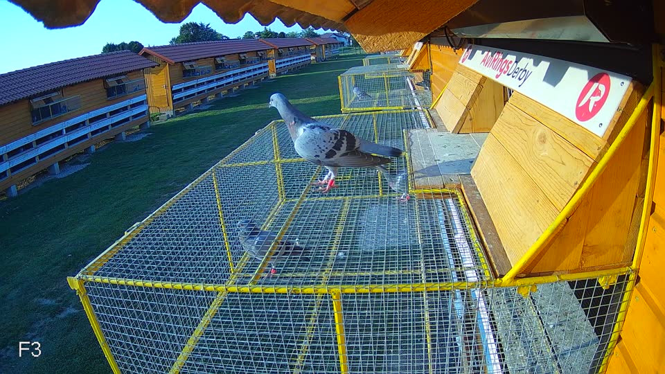 Pigeon Arrival Image For Race Race 3