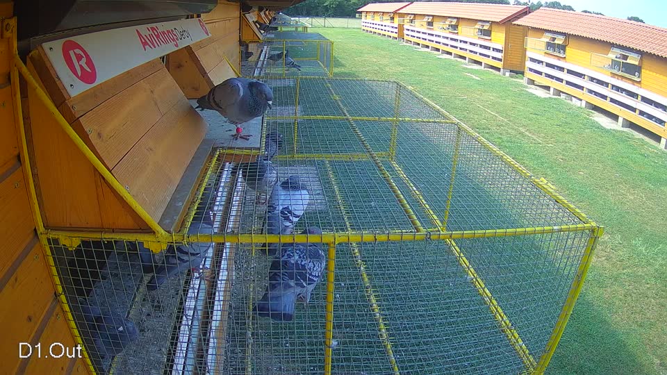 Pigeon Arrival Image For Race Race 4