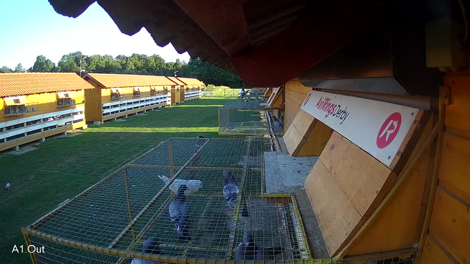 Pigeon Arrival Image For Race Race 2