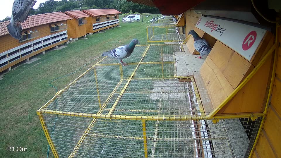 Pigeon Arrival Image For Race Race 3