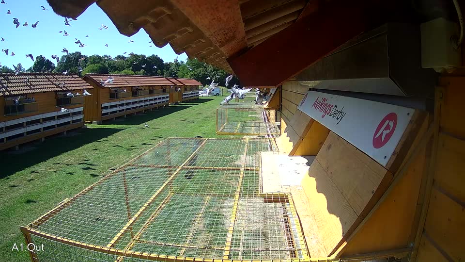 Pigeon Arrival Image For Race Race 2