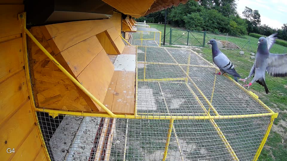 Pigeon Arrival Image For Race Race 3