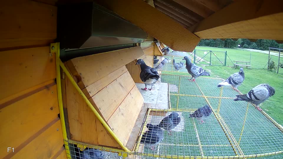Pigeon Arrival Image For Race Race 6