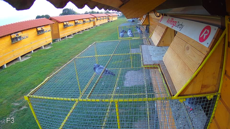 Pigeon Arrival Image For Race Race 3