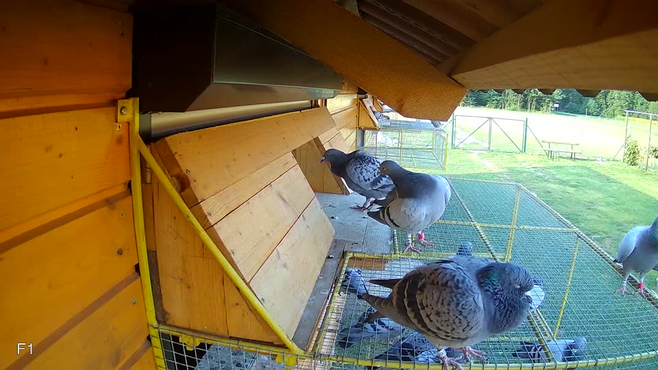 Pigeon Arrival Image For Race Race 4
