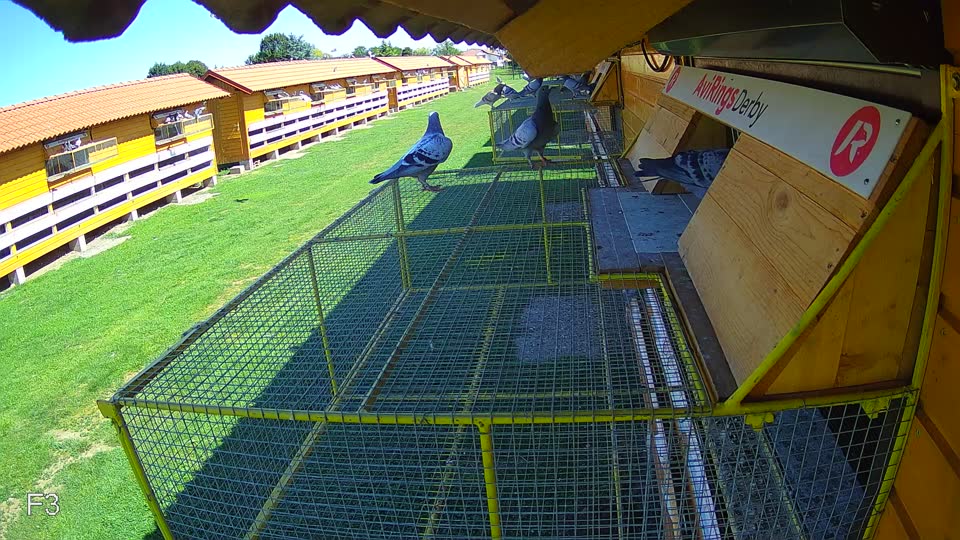 Pigeon Arrival Image For Race Race 2