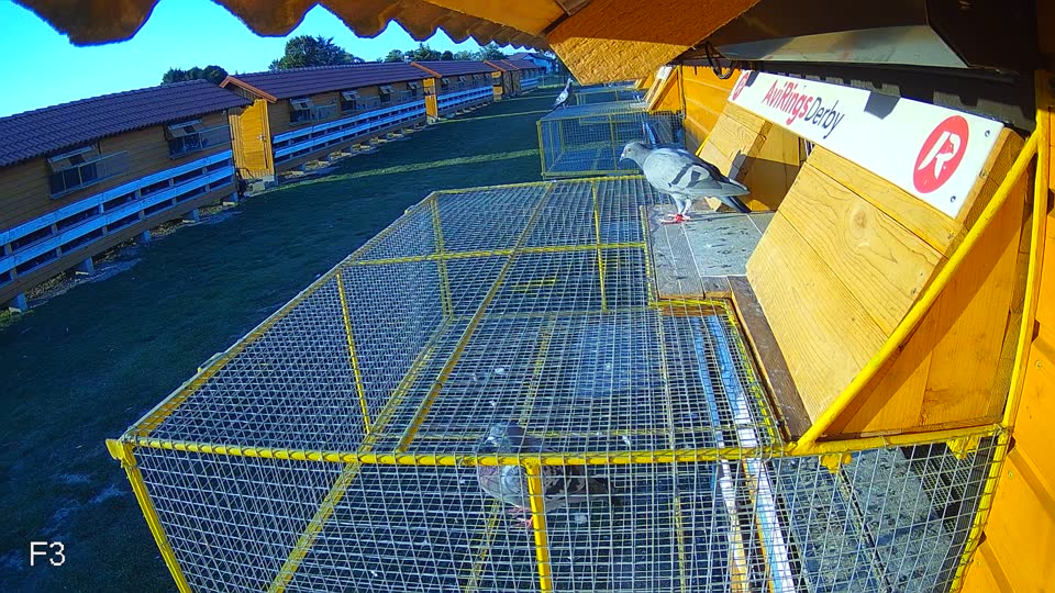 Pigeon Arrival Image For Race Race 5