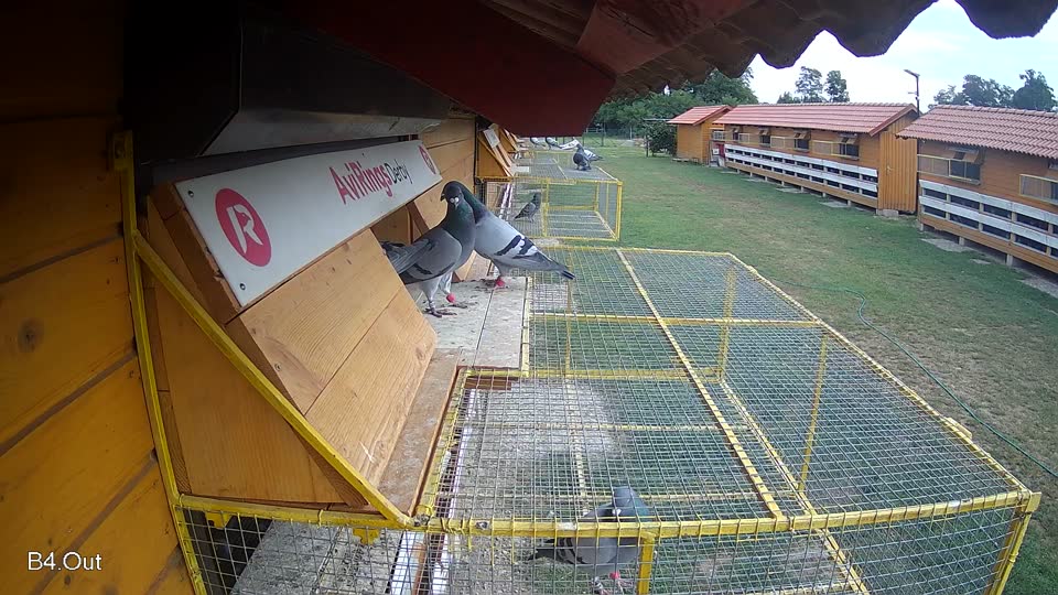 Pigeon Arrival Image For Race Race 3