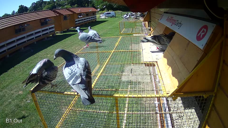 Pigeon Arrival Image For Race Race 2