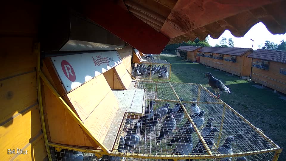 Pigeon Arrival Image For Race Race 1