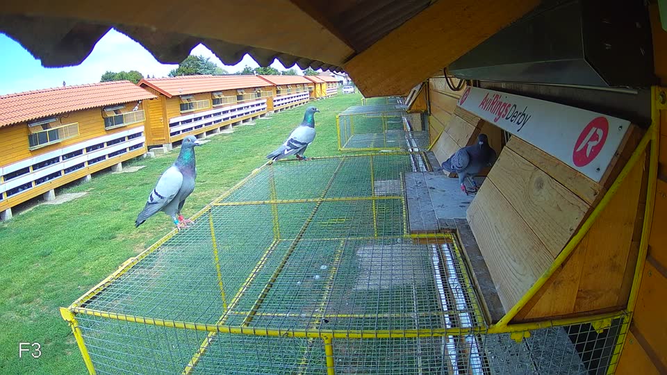 Pigeon Arrival Image For Race Race 4